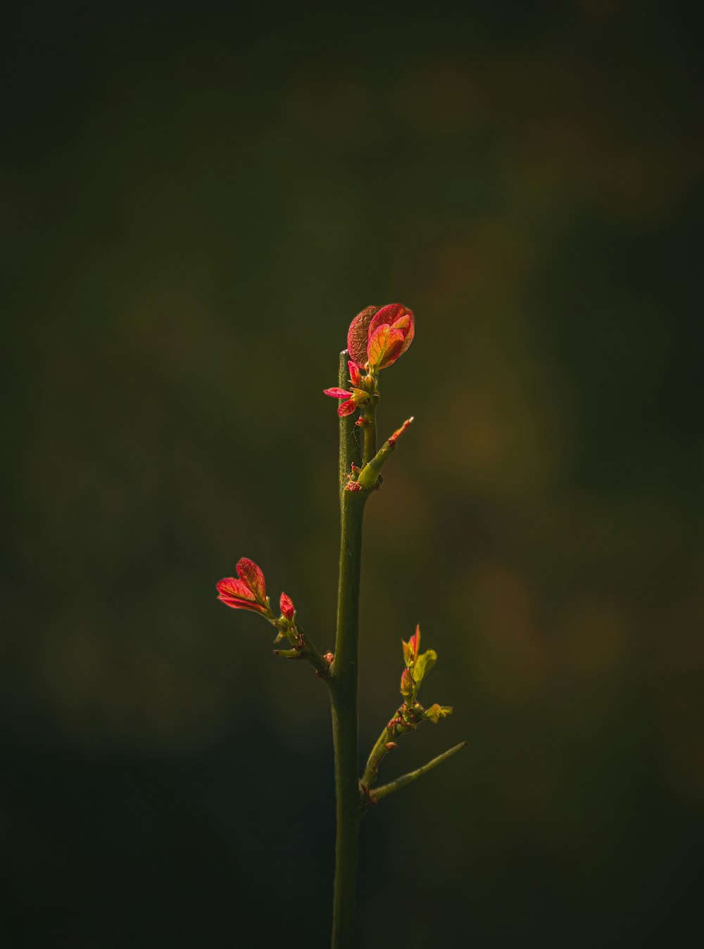 una planta con flores rojas en un jarrón