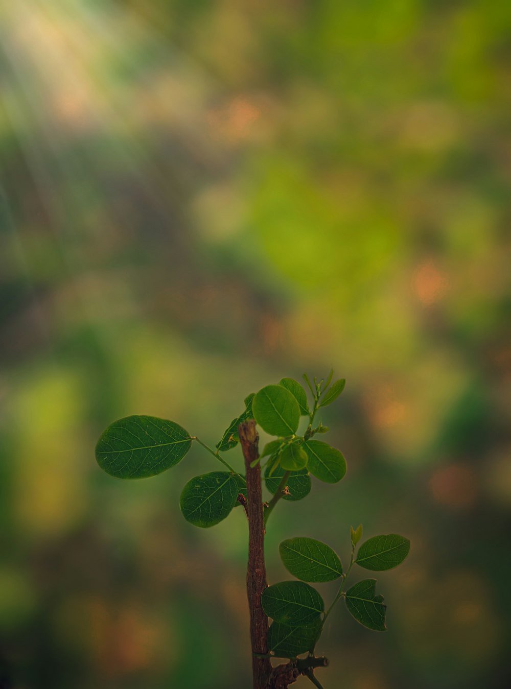 Una pequeña planta verde que crece fuera del suelo