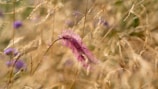 Close-up of vibrant wildflowers swaying in a gentle breeze.