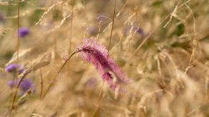 Close-up of vibrant wildflowers swaying gently in a summer breeze.