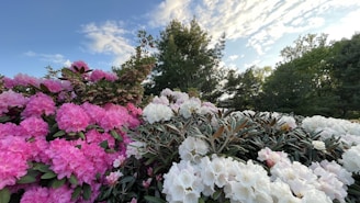 A vibrant garden scene featuring lush rhododendron bushes with large clusters of pink and white flowers. The background is filled with tall green trees under a partly cloudy sky, creating a serene and picturesque atmosphere.