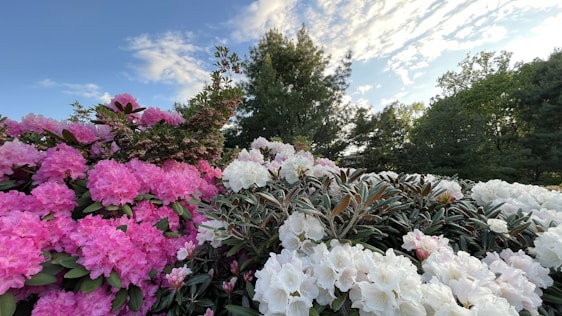 A vibrant garden scene featuring lush rhododendron bushes with large clusters of pink and white flowers. The background is filled with tall green trees under a partly cloudy sky, creating a serene and picturesque atmosphere.