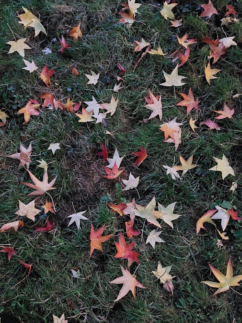 a bunch of leaves that are laying on the ground