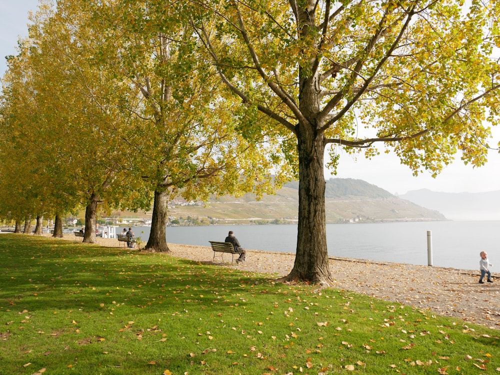 a man sitting on a bench under a tree next to a body of water