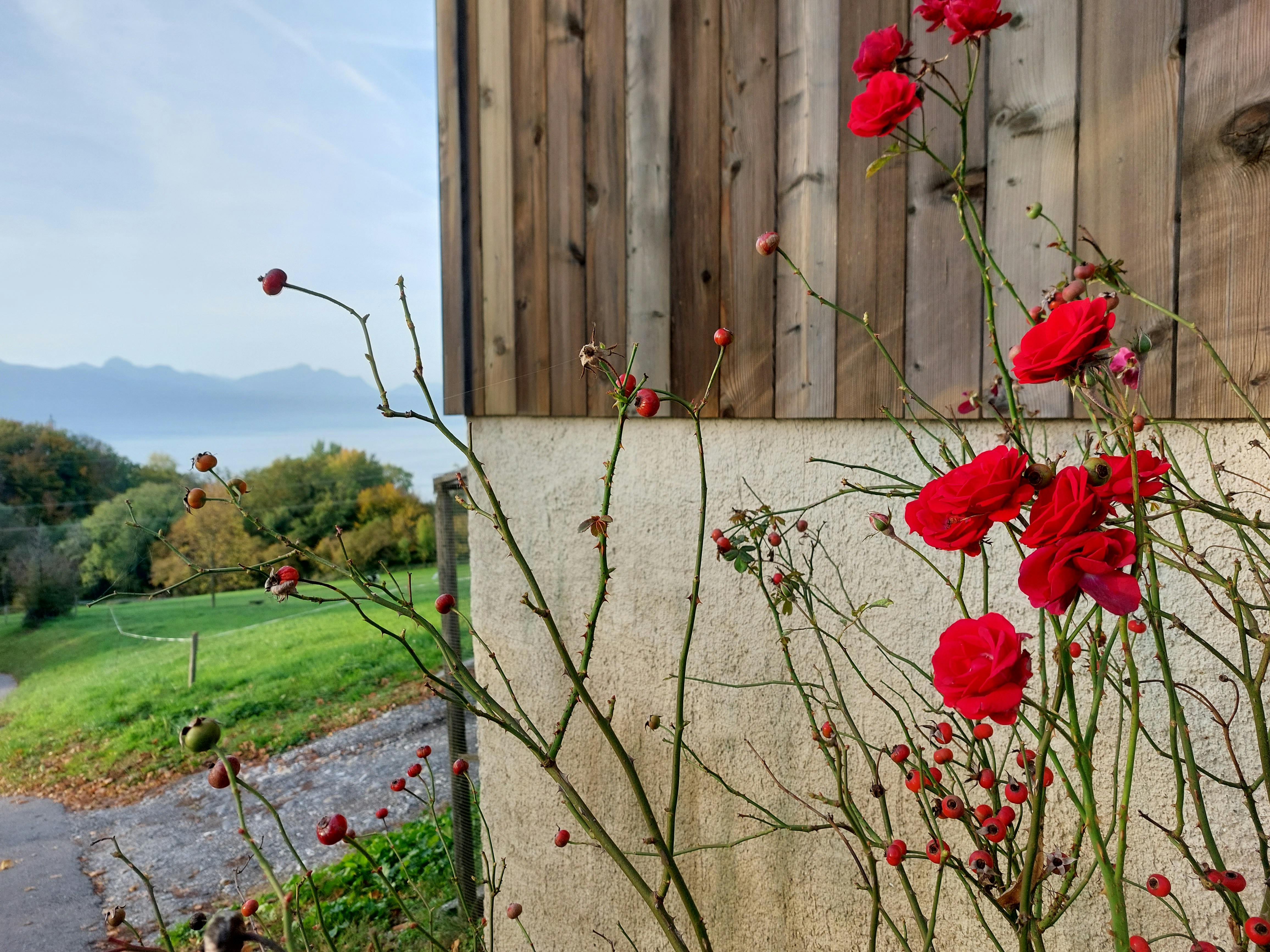 ein Strauß roter Blumen, die aus einer Zementmauer wachsen
