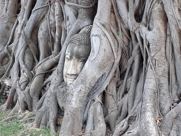 A serene image of intertwined tree roots symbolizing connection and nurturing in counselling.
