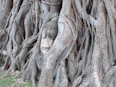 A serene image of intertwined tree roots symbolizing connection and nurturing in counselling.