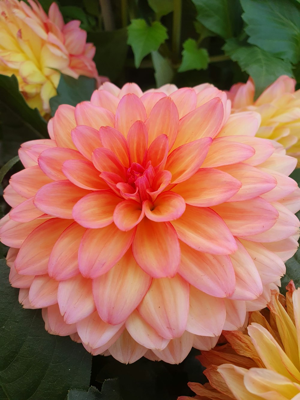 a close up of a pink and yellow flower