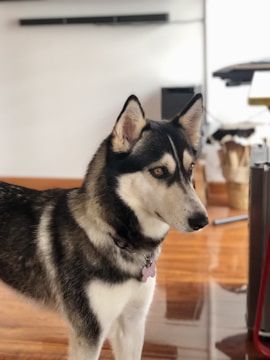 A Siberian Husky with distinctive black, white, and gray fur stands indoors. The dog's piercing blue eyes are looking intently to the side, and it is wearing a collar with a bone-shaped tag. The background includes a wooden floor and some blurred household items.