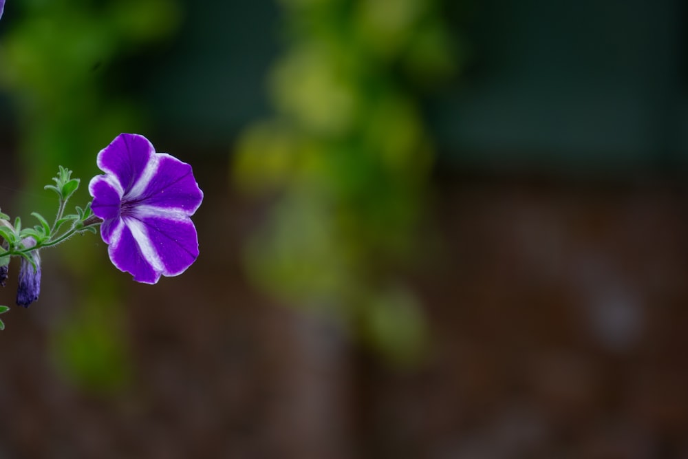 a purple and white flower with green leaves