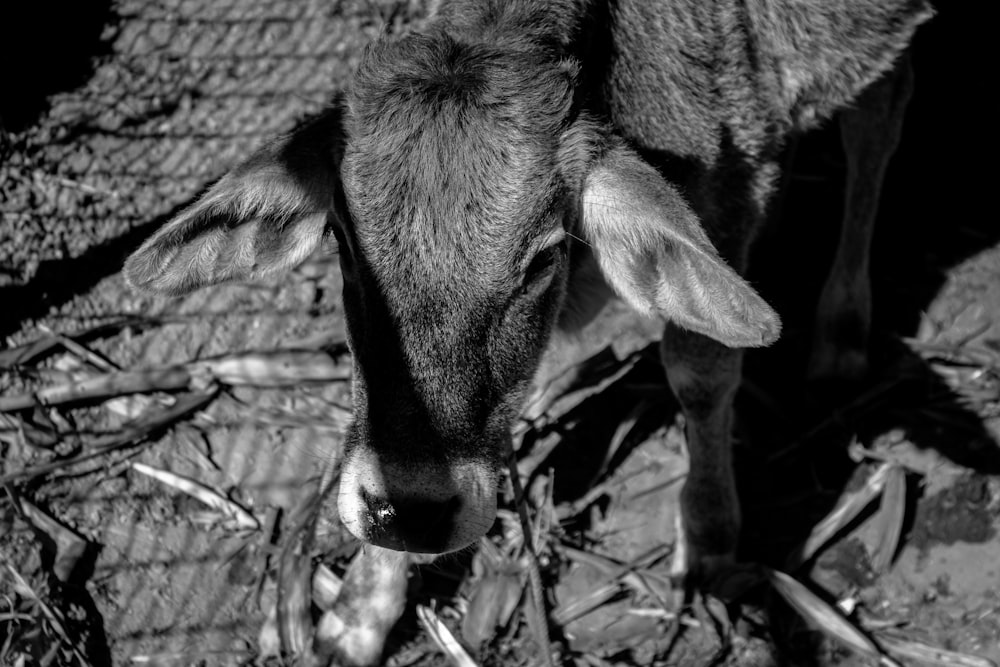 Una foto in bianco e nero di una mucca
