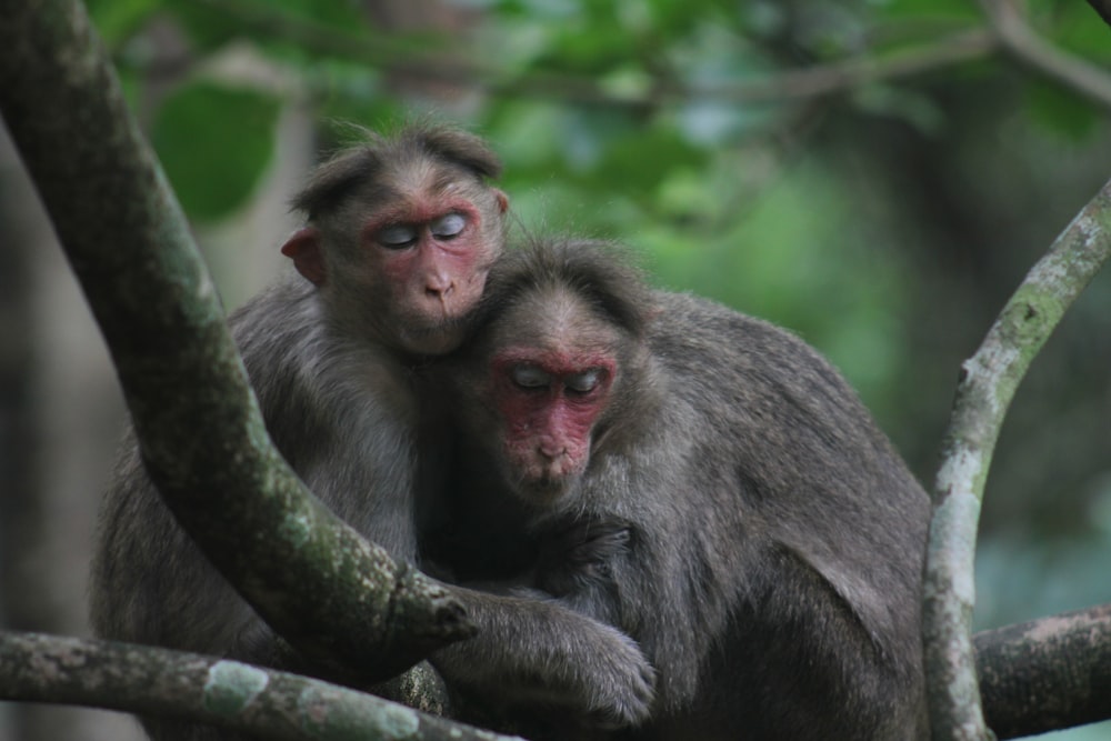 a couple of monkeys sitting on top of a tree