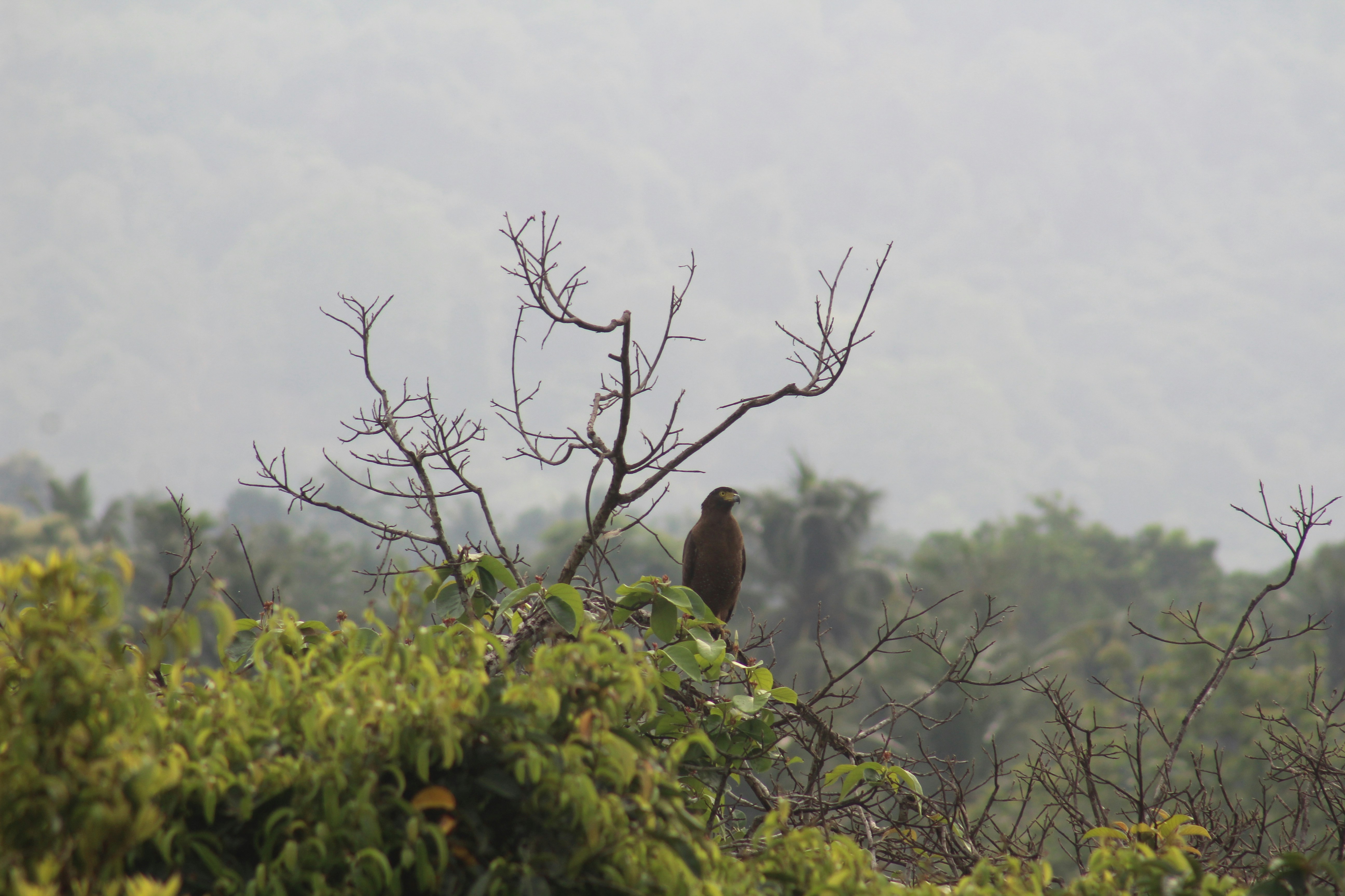 Mount Kenya Forest