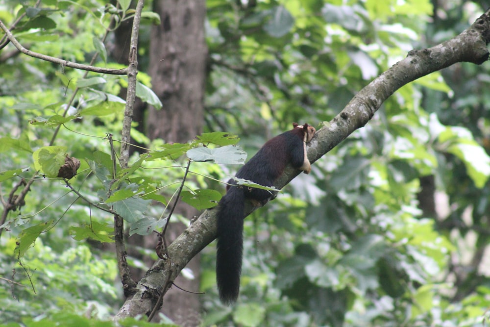 a squirrel is sitting on a tree branch