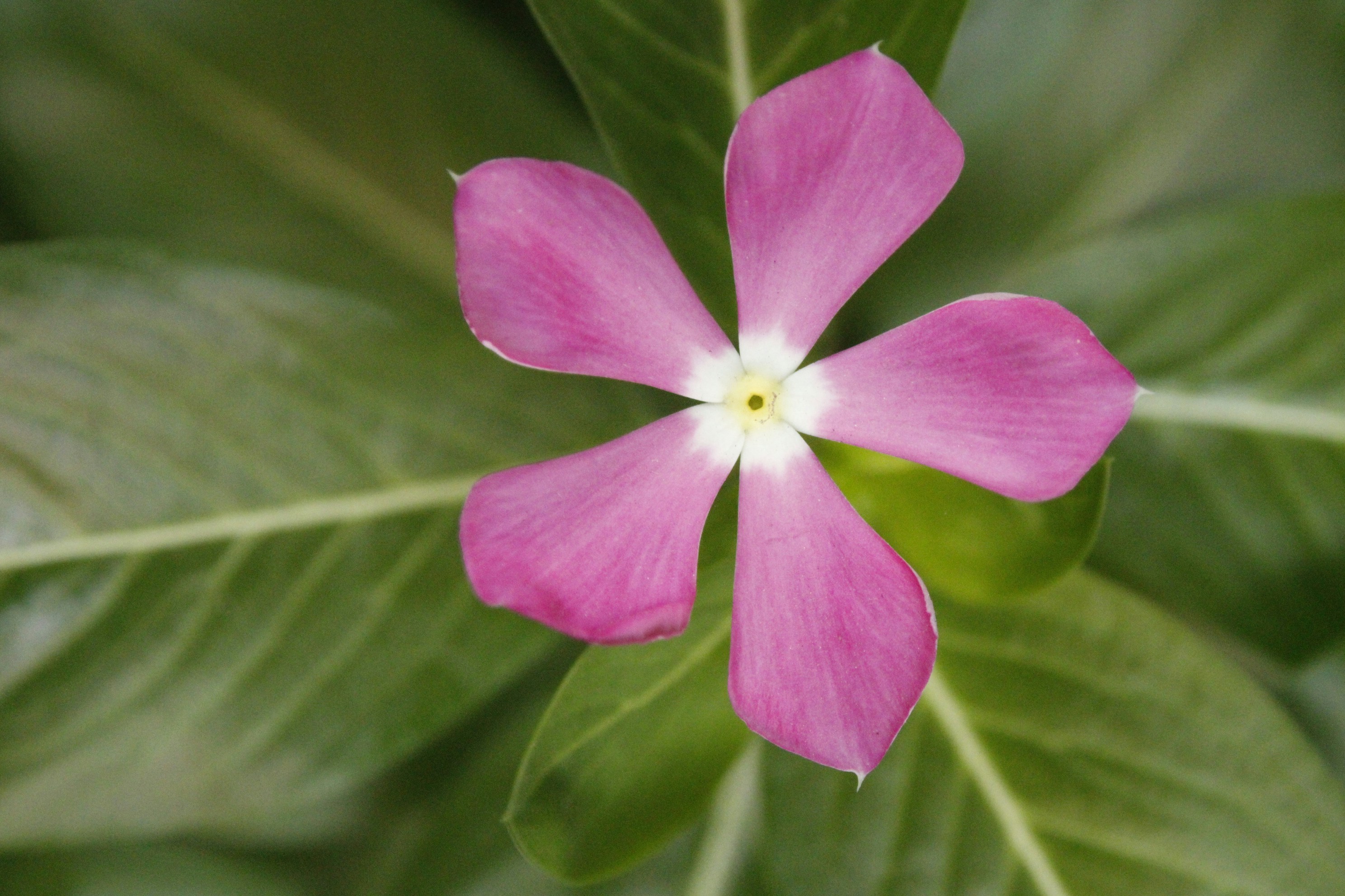 Photo by auto_focus4