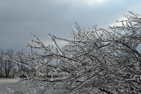 a tree covered in ice on a cloudy day