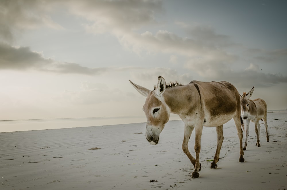 two donkeys walking along a sandy beach under a cloudy sky