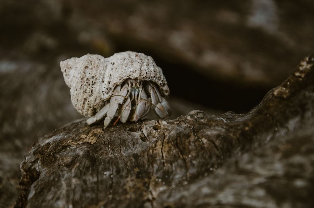 a close up of a crab on a rock