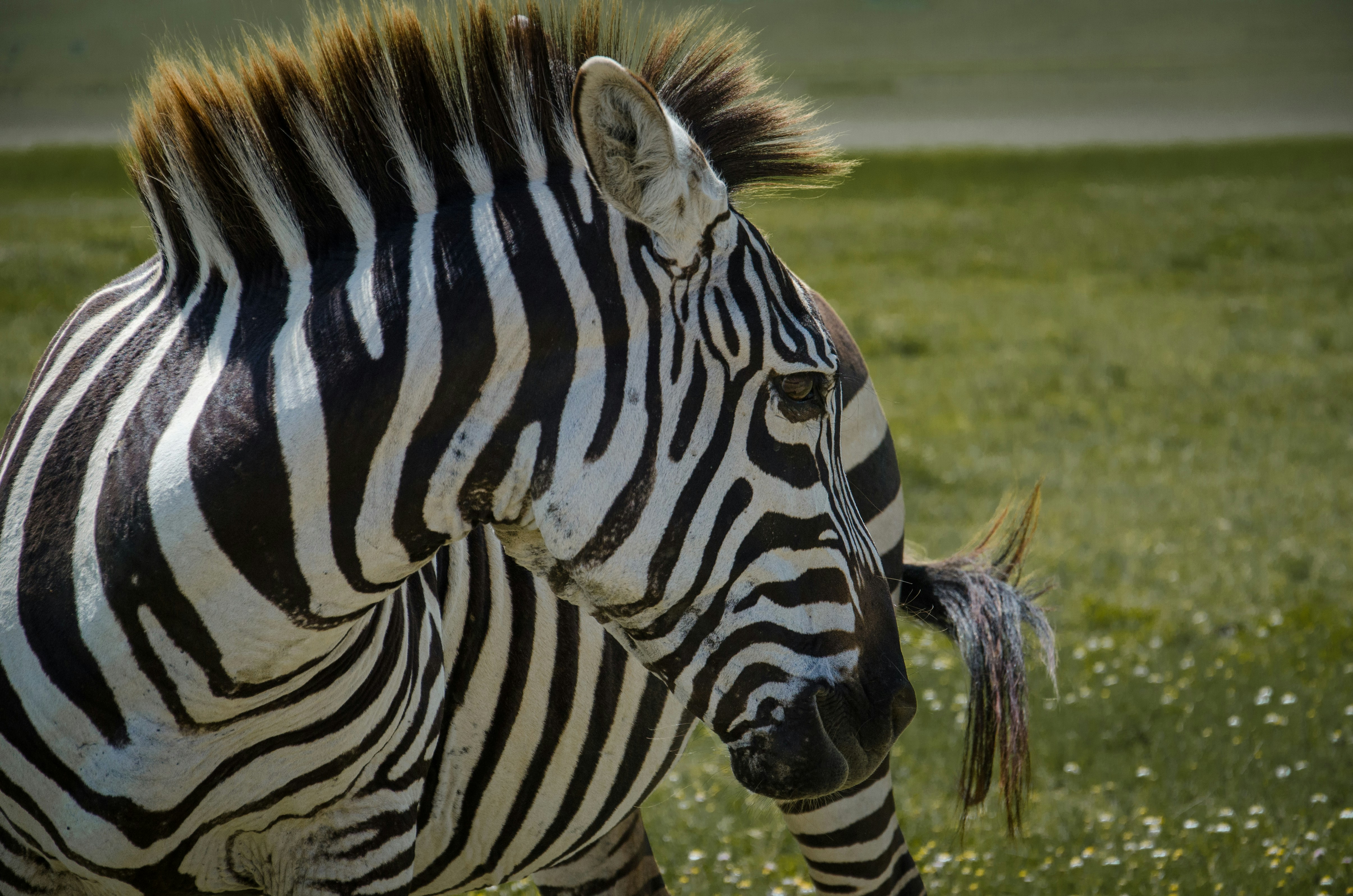 a zebra standing on top of a lush green field