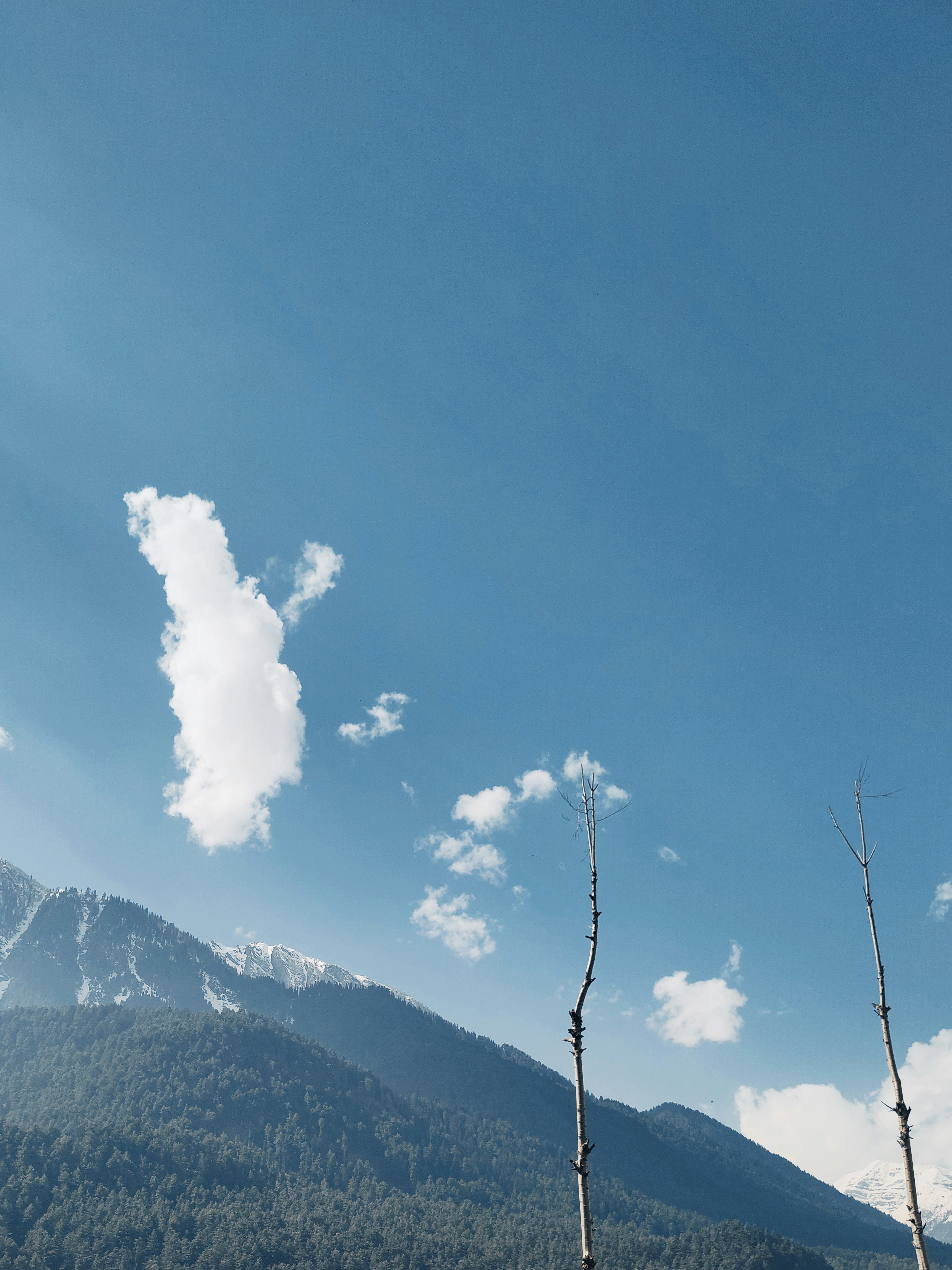 a couple of trees that are standing in the grass