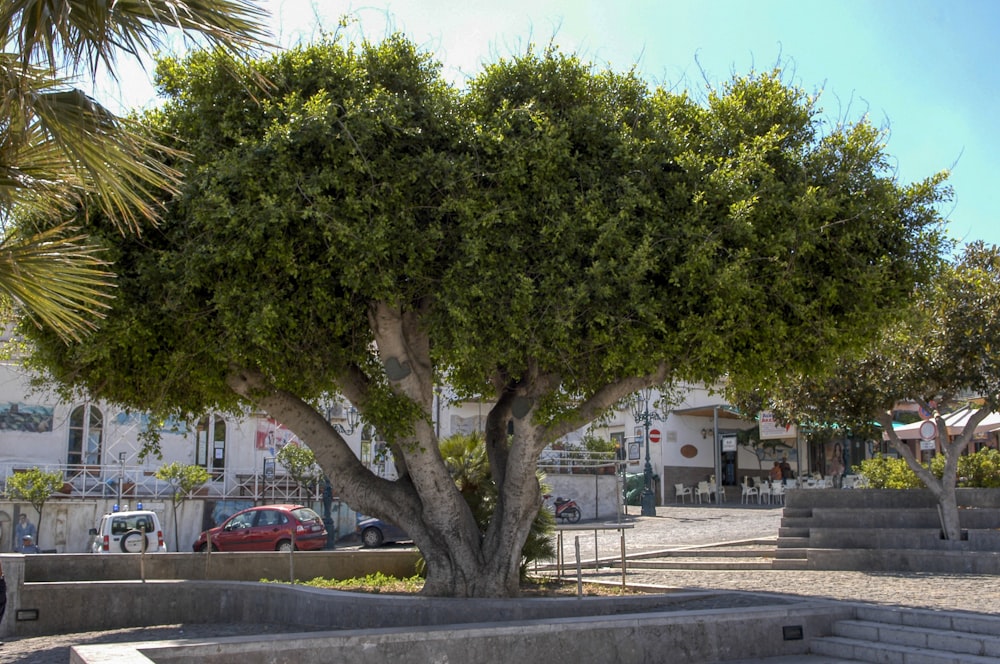 a large tree in the middle of a park