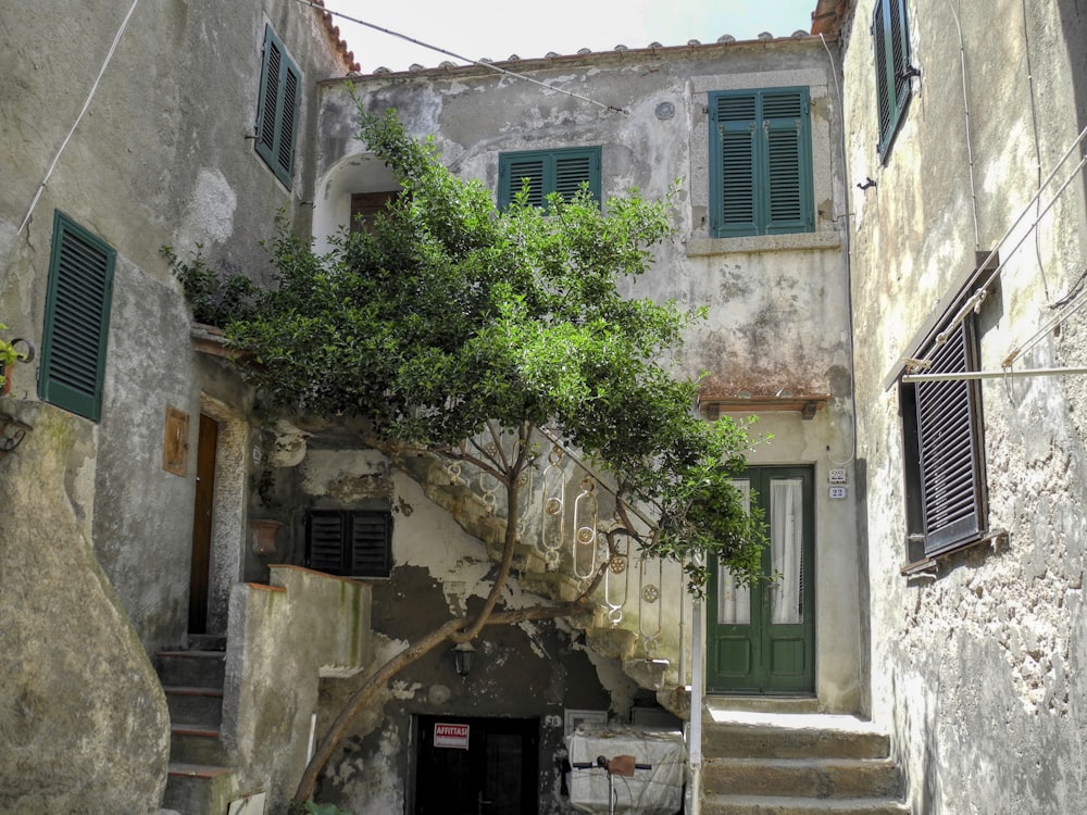 a tree growing out of the side of a building