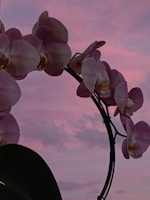 A graceful pink orchid arching over green leaves.