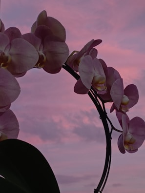 A graceful pink orchid arching over green leaves.