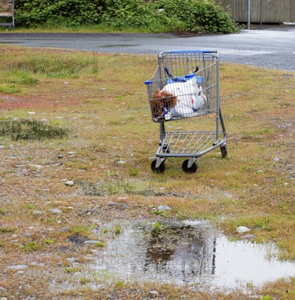 A shopping cart, filled with a few plastic bags, is placed on a patch of wet, rocky ground. The area around it is damp, with some puddles reflecting the overcast sky and surroundings. In the background, there are green bushes and a gravel path. The overall atmosphere appears to be dull and slightly neglected.