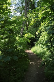 A narrow dirt trail meandering through a lush forest with dappled sunlight shining through tall trees.