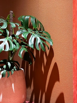 a plant casts a shadow on a wall