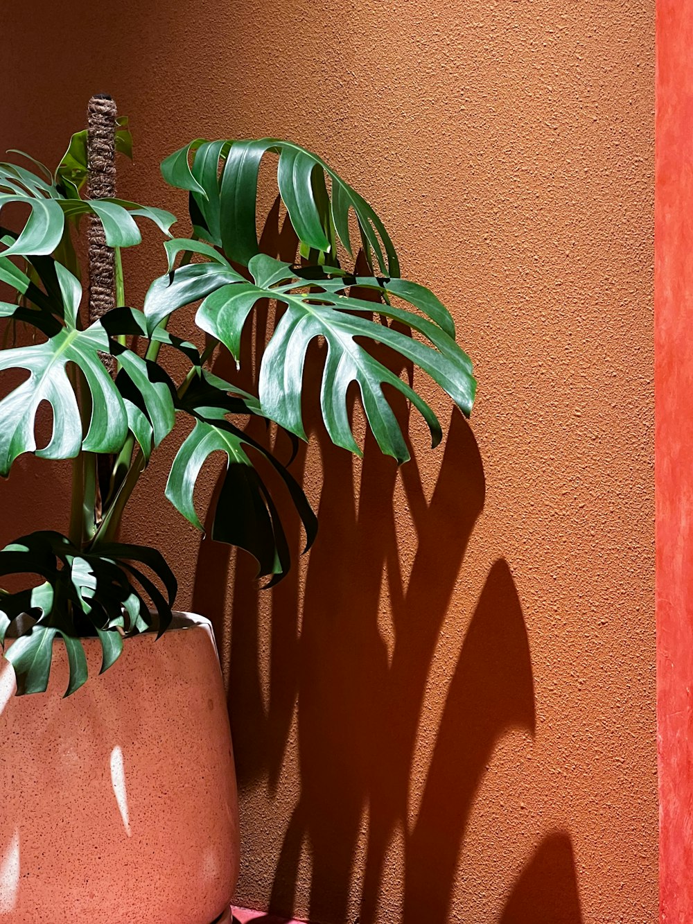 a plant casts a shadow on a wall