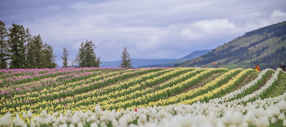 a field of flowers with people walking in the distance