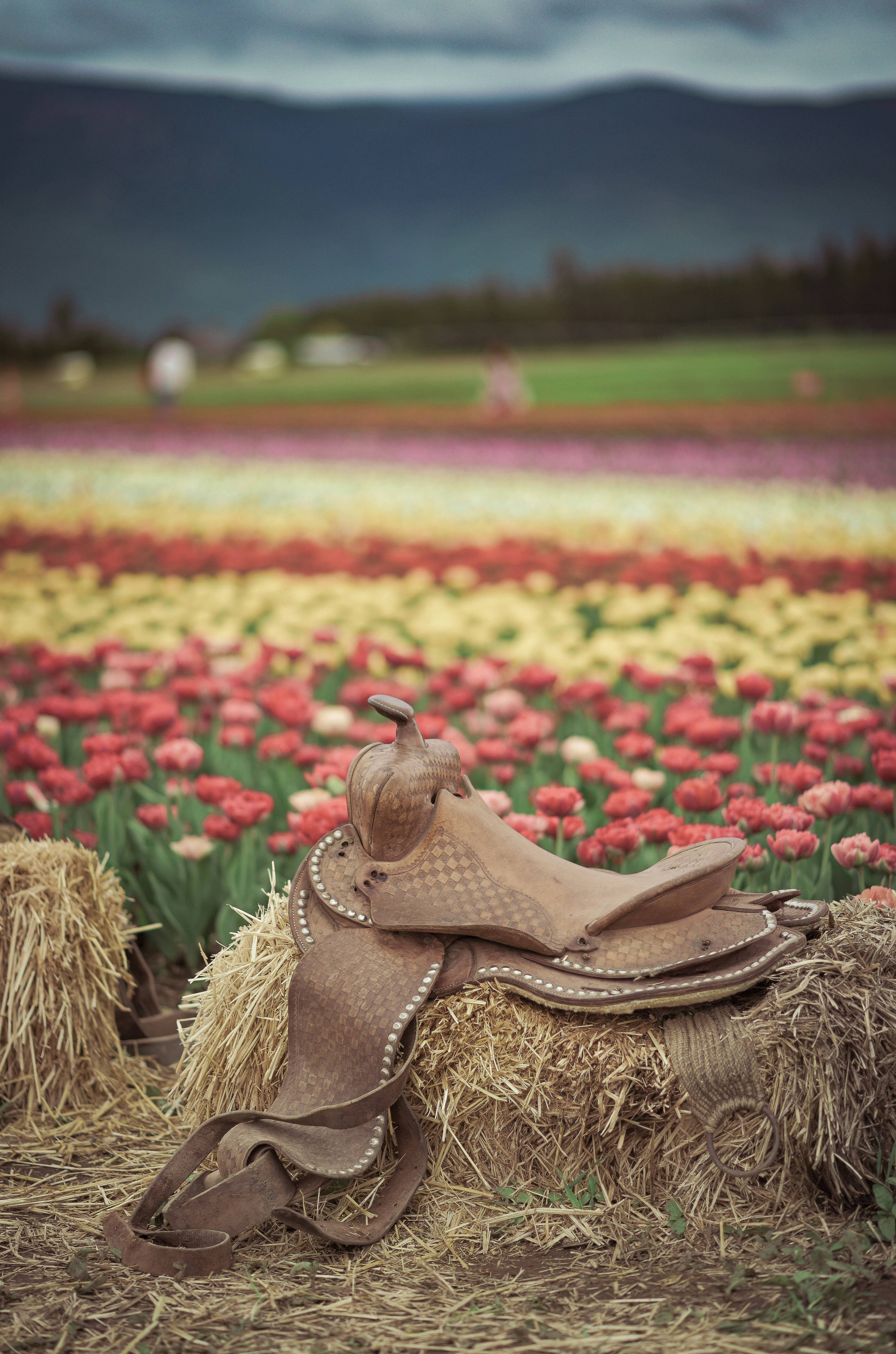 a saddle sits on a bale of hay in a field of flowers