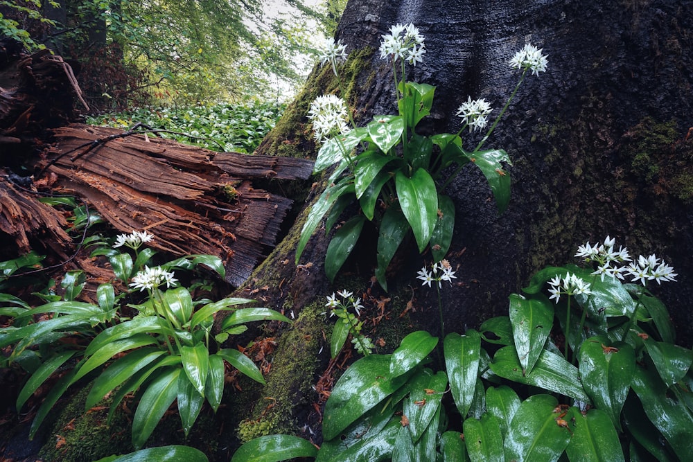 a group of white flowers next to a tree