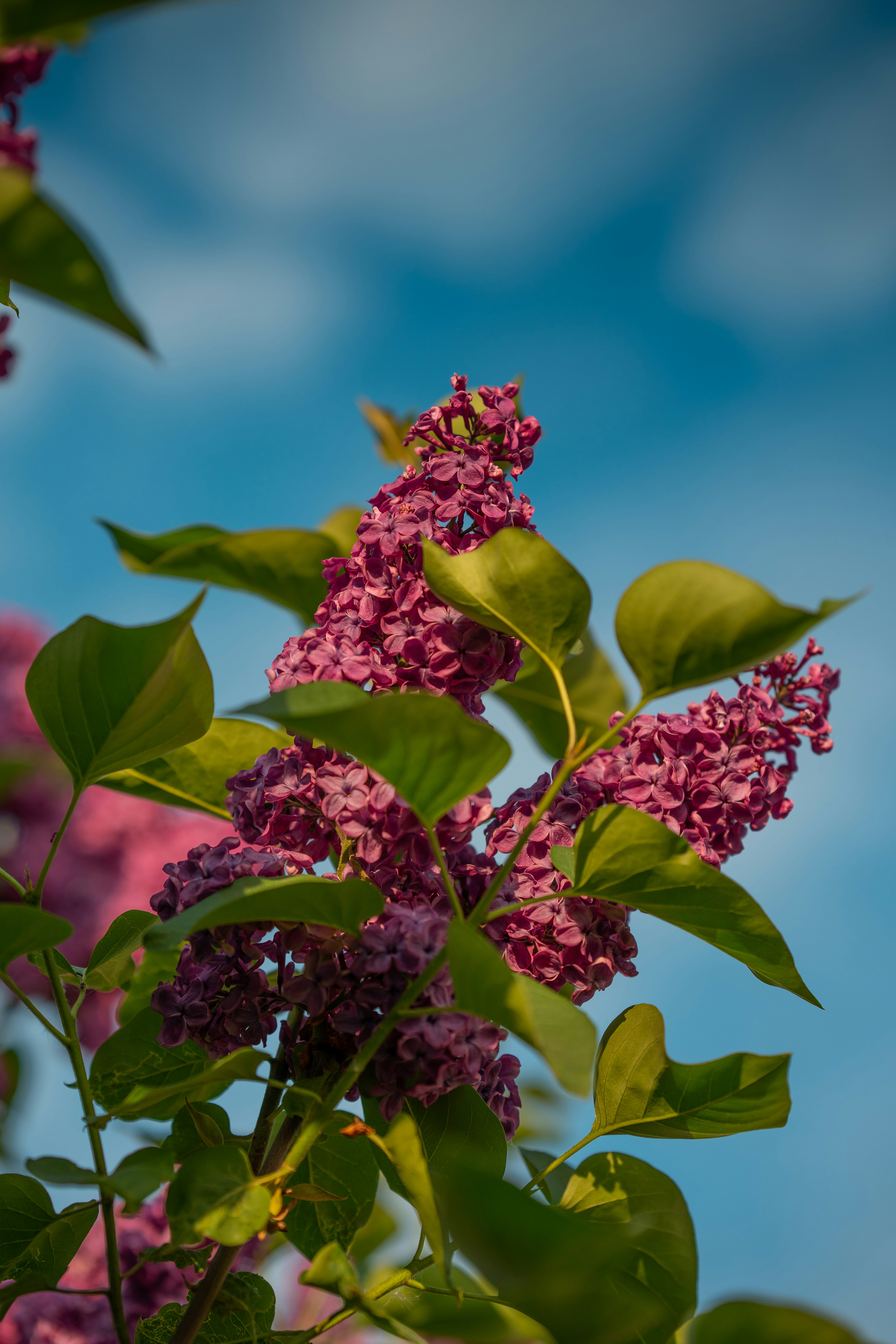 Photo by samoyedness