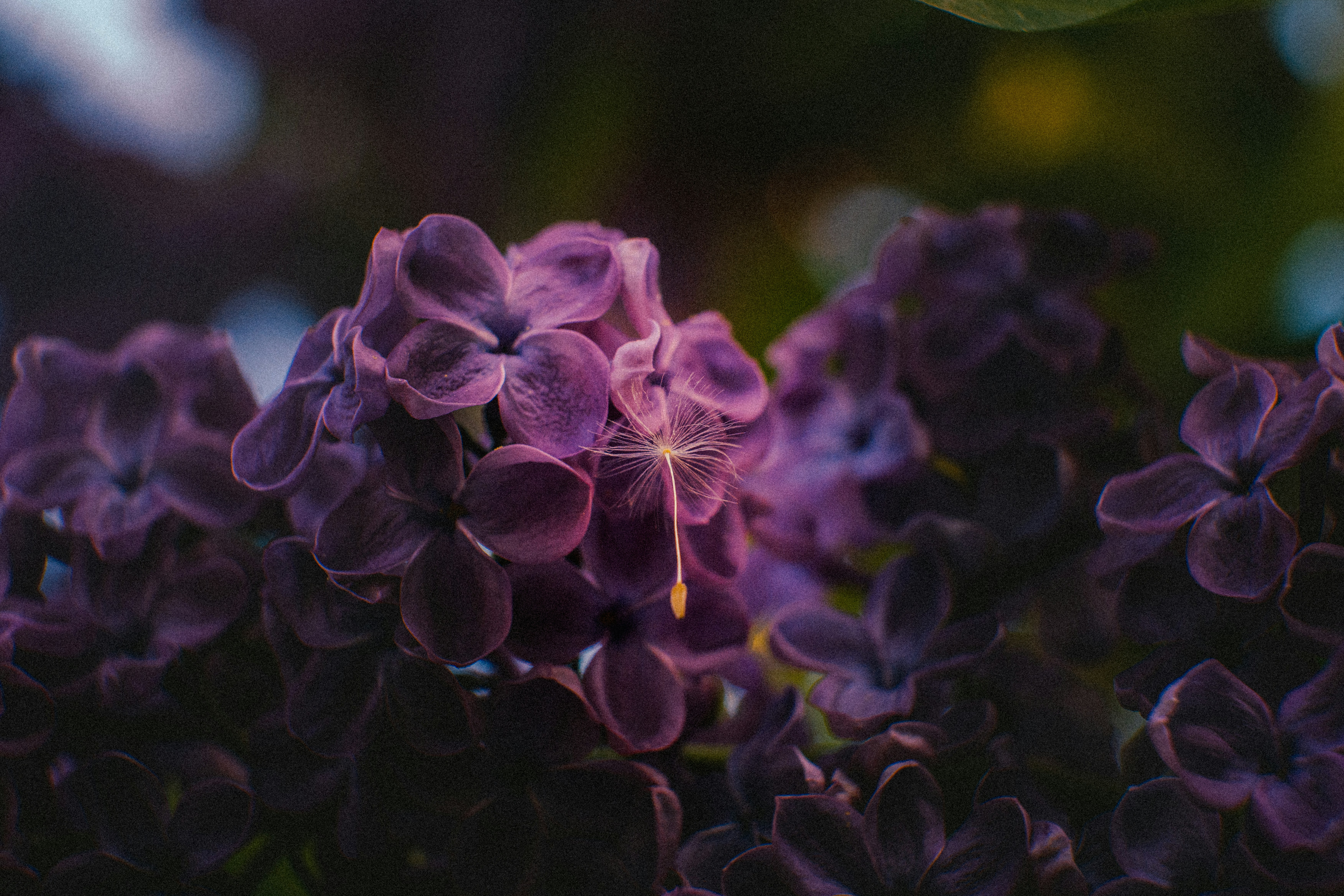 Photo by samoyedness