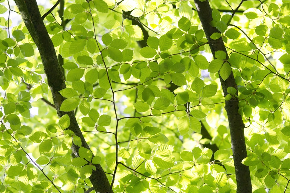Un árbol con hojas verdes a la luz del sol