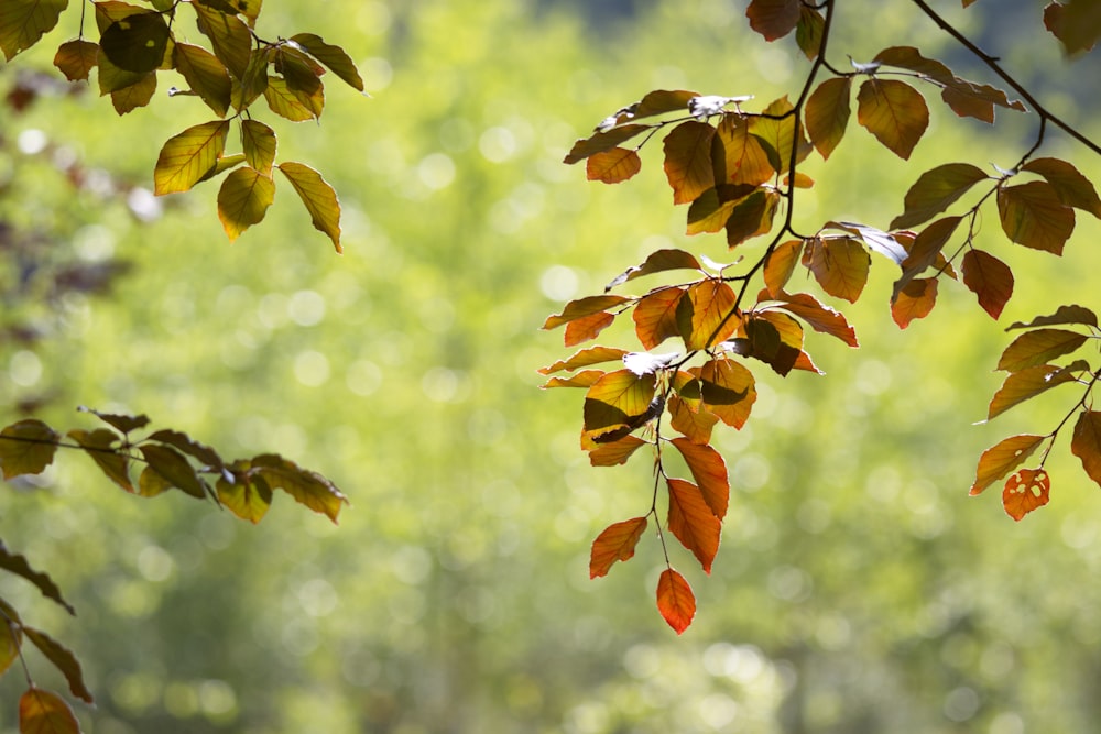 Las hojas de un árbol están cambiando de color