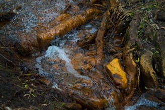 A small stream of water flows over and between brown and moss-covered tree roots. There are some bubbles created by the flowing water. The soil and roots around the stream appear wet and dark, indicating moisture.