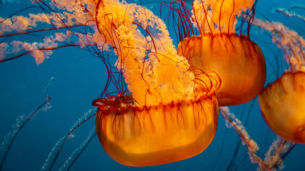 a group of jellyfish swimming in the ocean