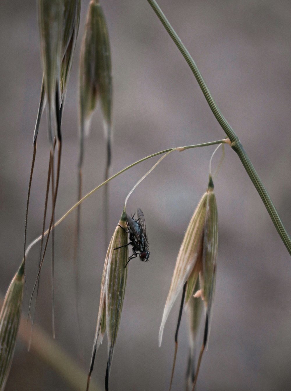 a close up of a plant with a bug on it