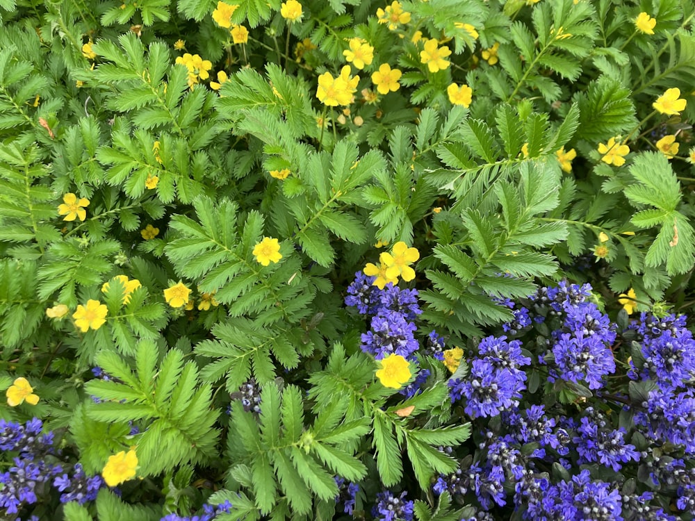 a bunch of flowers that are in the grass