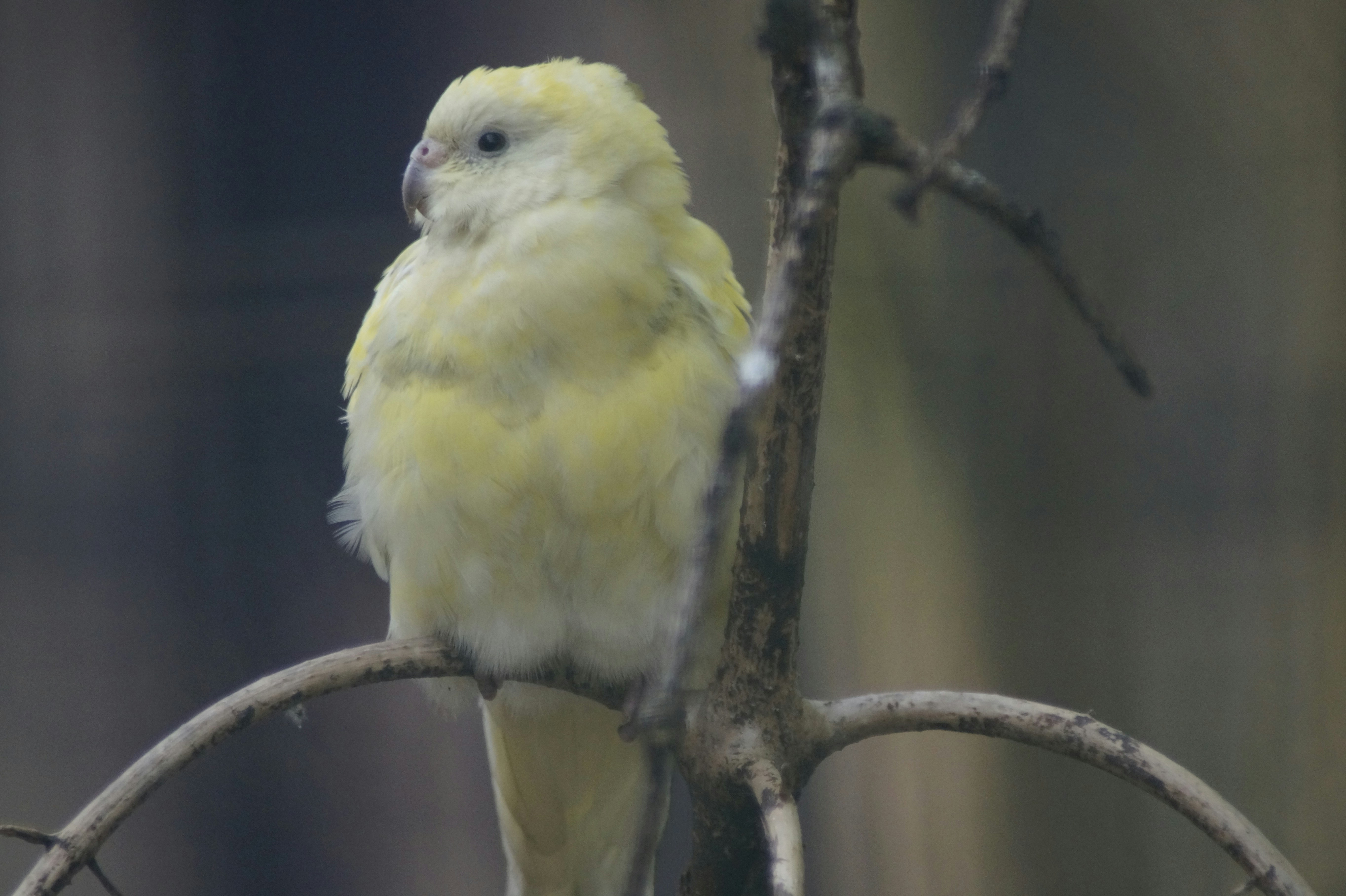 a small yellow bird perched on a tree branch