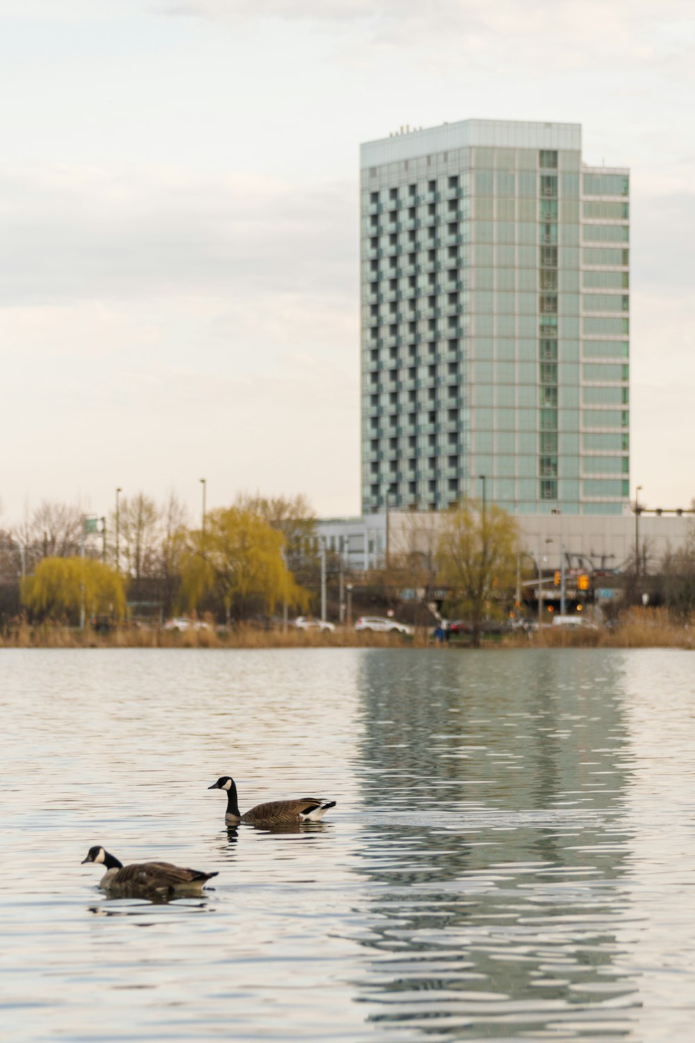 a couple of ducks floating on top of a lake