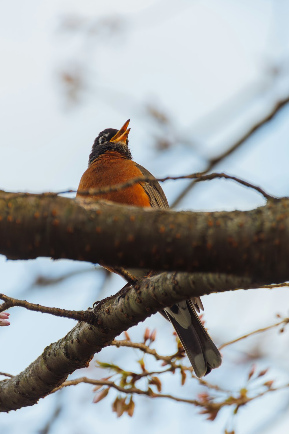 a small bird sitting on a branch of a tree