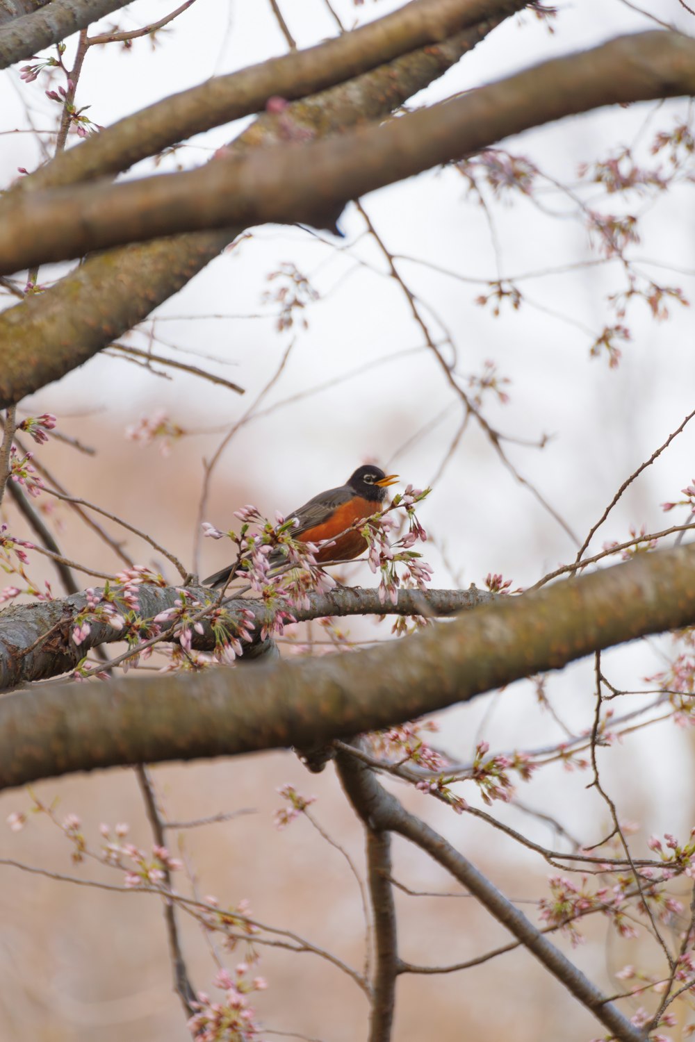 a small bird perched on a branch of a tree