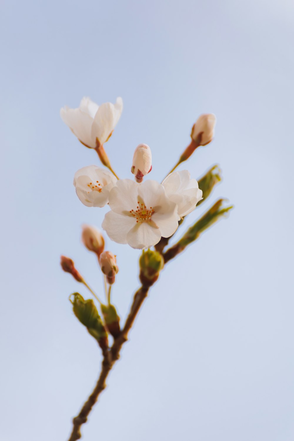 a branch with white flowers against a blue sky