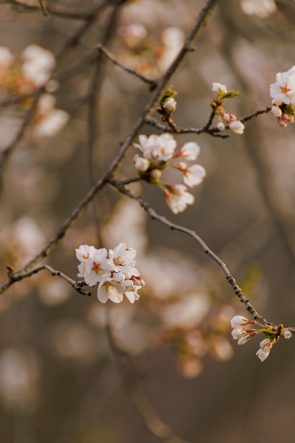 a branch of a tree with white flowers