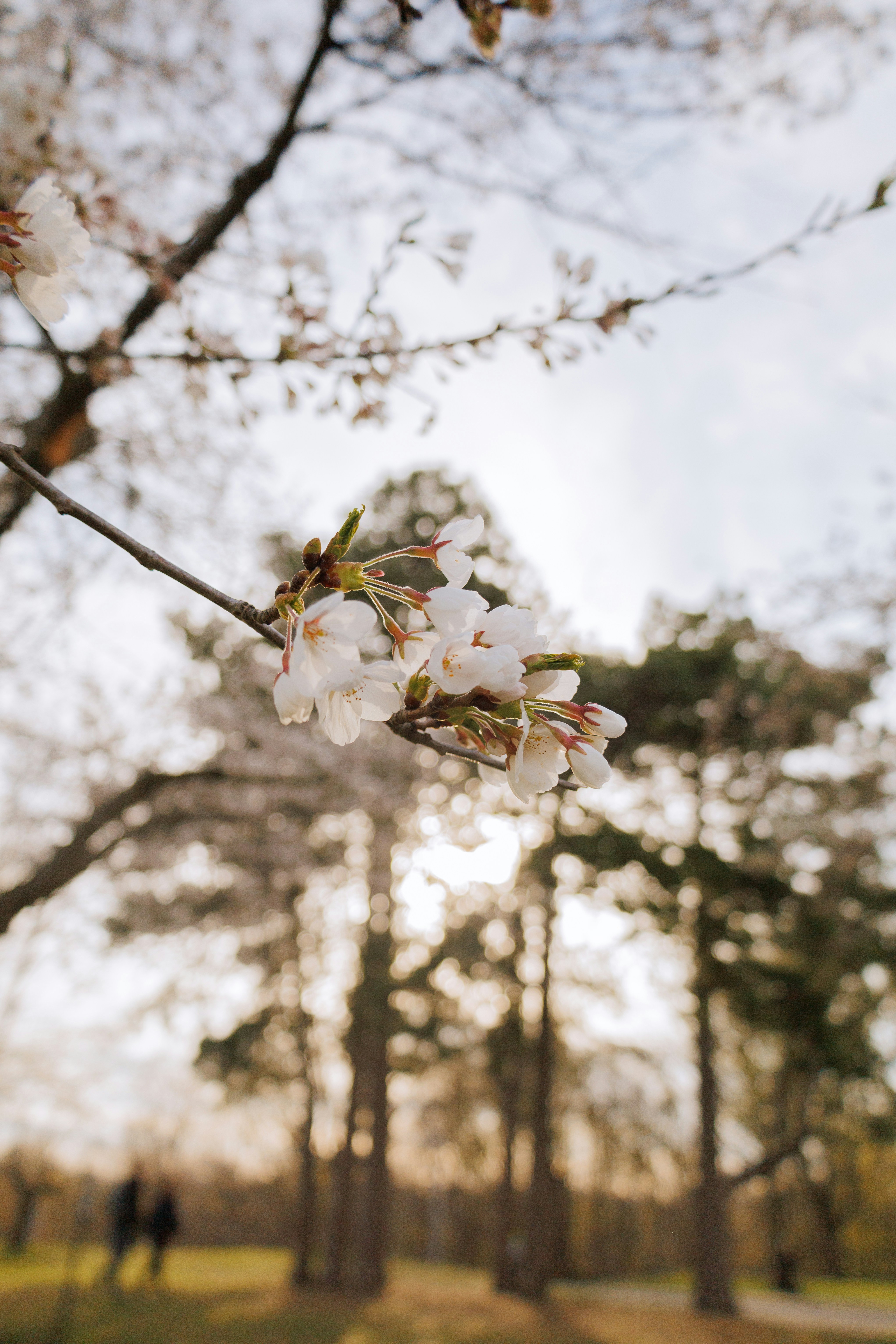 a tree with white flowers in a park